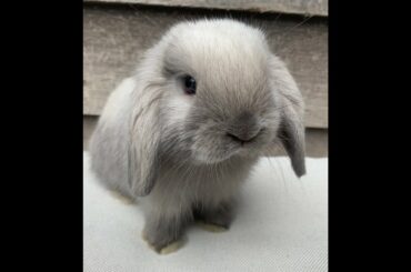 Baby Bunnies Growing Up ( 2 days old  - 7 weeks old )