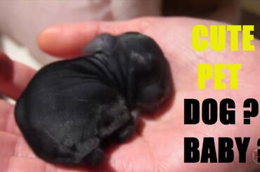 Cute Baby Rabbits | Pet Animal - Rabbit for Kids | Cute Moment Of animals | Rabbits Farm Compilation