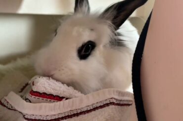 What’s the bunny doing?