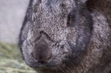 Cute Rabbits                      Rabbit, Animals, Pet