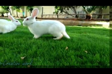 Daily Rabbit Routine || 💓💓Cute Indian Rabbits  || N.s-Creative work