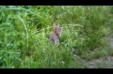 Bunnies at Bensons (Cute Baby Bunny Warning)