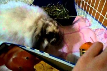 Cute Bunny Steals Food
