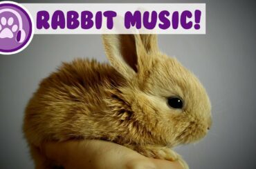 Music for Rabbits! Calm and Soothe Your Rabbit and Stop Anxiety!