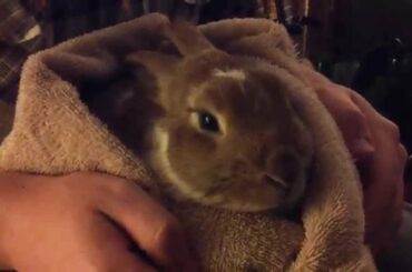 And Now... A Cute Bunny B)