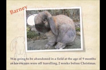 The dark side of the baby bunny trade.