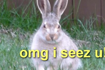 Real-life Silly Wabbit Tricks!  Crazy Cute bunny flips out in my yard haha!