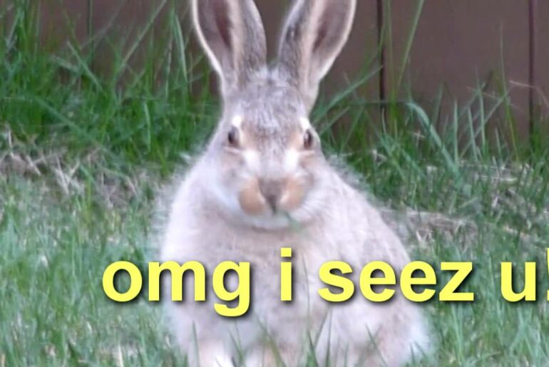 Real-life Silly Wabbit Tricks!  Crazy Cute bunny flips out in my yard haha!