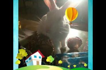 Cute Bunny Stuart's birthday!!!