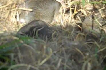 Baby Bunnies Found in our Backyard 8-20-10