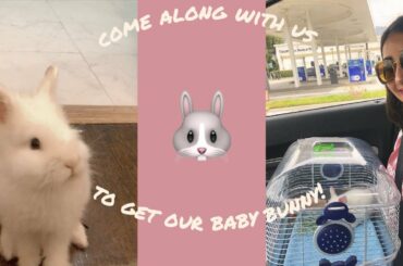 getting a baby bunny!