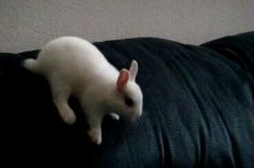 Baby Bunny Midge & Max the Cat