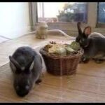 Baby bunnies at play