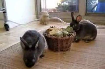 Baby bunnies at play