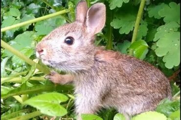Baby bunny eating dandelions in forest [Part 2]