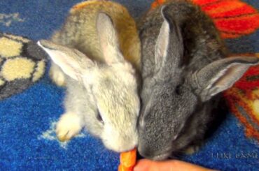 Cute Baby Rabbits Eating Carrots