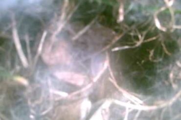 just born baby bunnies i found in my backyard