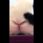 Cute Bunny Nose Up Close