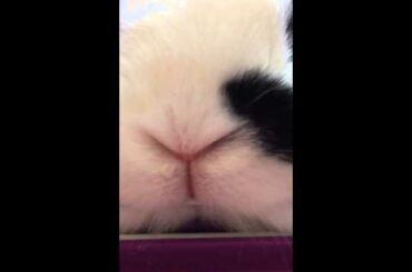 Cute Bunny Nose Up Close