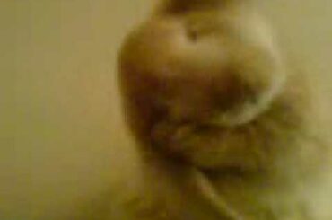 Cutest Bunny Rabbit in the World 2!!!