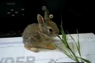 Adorable Little Bunny