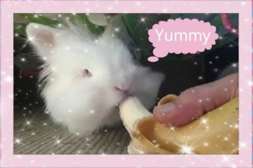 Lily🐇 Our Little YumYum! 💖 Lovely, Cute Bunny!