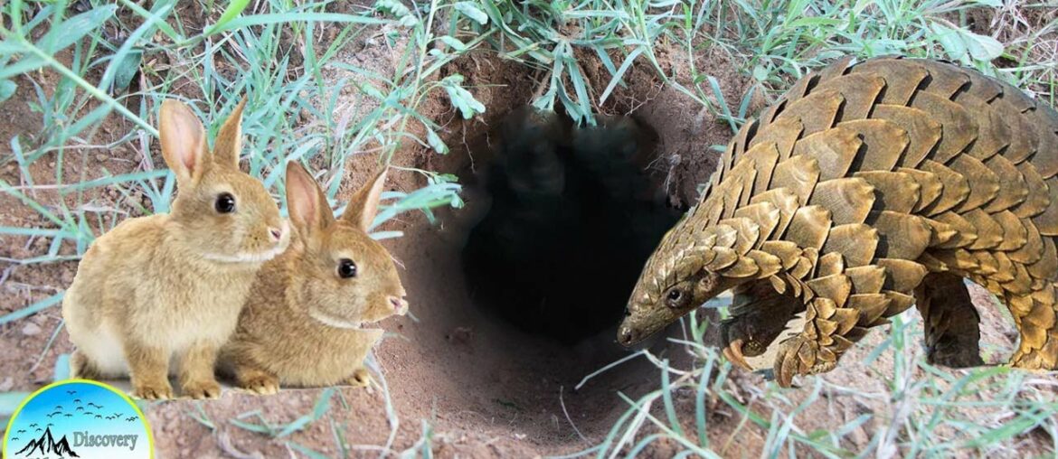 Pangolin vs Rabbits: Catching rabbit from deep hole while Pangolin go in hole