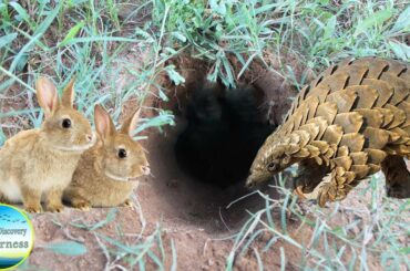 Pangolin vs Rabbits: Catching rabbit from deep hole while Pangolin go in hole