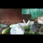 Cute bunny and BTS bunny photos 🐰💜