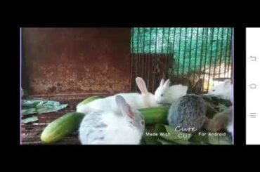 Cute bunny and BTS bunny photos 🐰💜