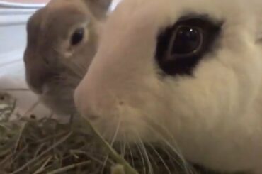 Bunny Love   Super Cute Bunny Rabbit Couple Eating Dinner Together