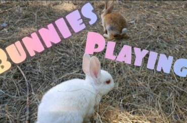 Bunnies Playing!