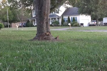 Mom and baby rabbit playing part 2