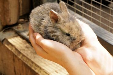 90 Seconds of Precious Netherland Dwarf Bunnies - Adorable Rabbits Compilation pt 2