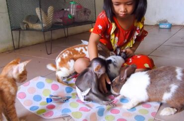 Very warm...Cute Baby Coca Was Given Well Friendship To kittens And Rabbits, Sister Tyty Feeds Foods