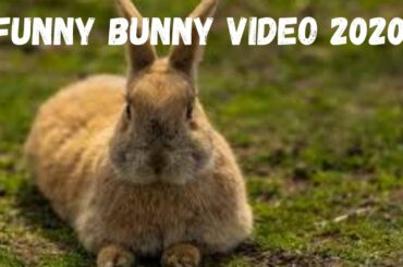 Funniest Bunny Rabbit Video 2020