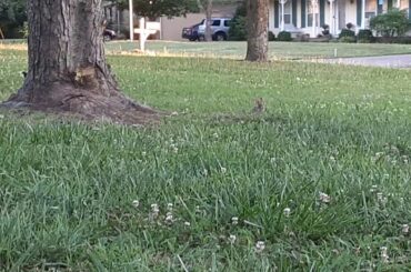 Mom and baby rabbit playing part 1