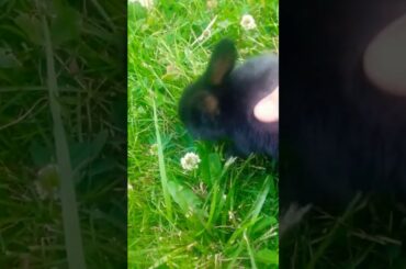 Cute little 3 week old baby rabbit!!!