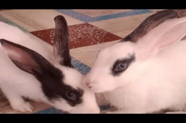 Most Rabbit funny Rabbits in home, Baby most Rabbit Couple,  الأرنبان يلعبان في صحن المنزل