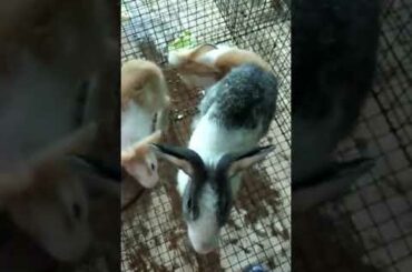 Angoora Baby rabbit videos