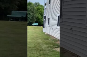 The wild bunny is so cute I was trying to catch it