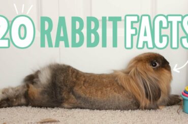 20 Facts About Rabbits 🐰
