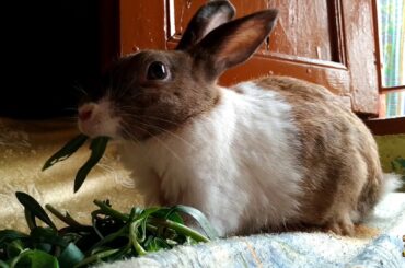 Cute Rabbit Brown Pet Rabbit