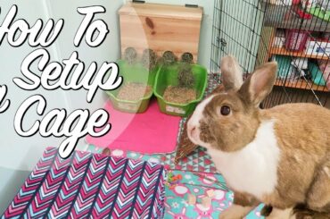 How To Set Up A Rabbit Cage!