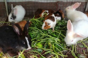 Daily Cute Baby Rabbits Eating - Funny Baby Bunny Rabbit Videos Compilation - Cute Rabbits - Rabbit