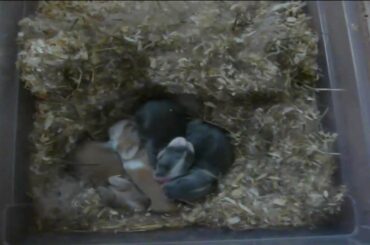 Cute, little Rabbit Babies - 8 days old - RabbitCy.com