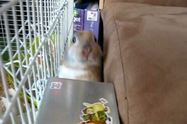 Cute bunny says hi :)