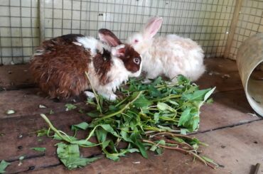 Rabbits Eating - Funny and Cute Baby Bunny Rabbit Videos - Baby Animal Video Compilation (2020)