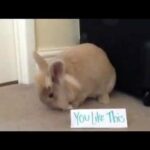 Cute fluffy baby bunny song