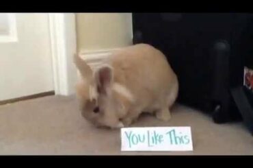 Cute fluffy baby bunny song